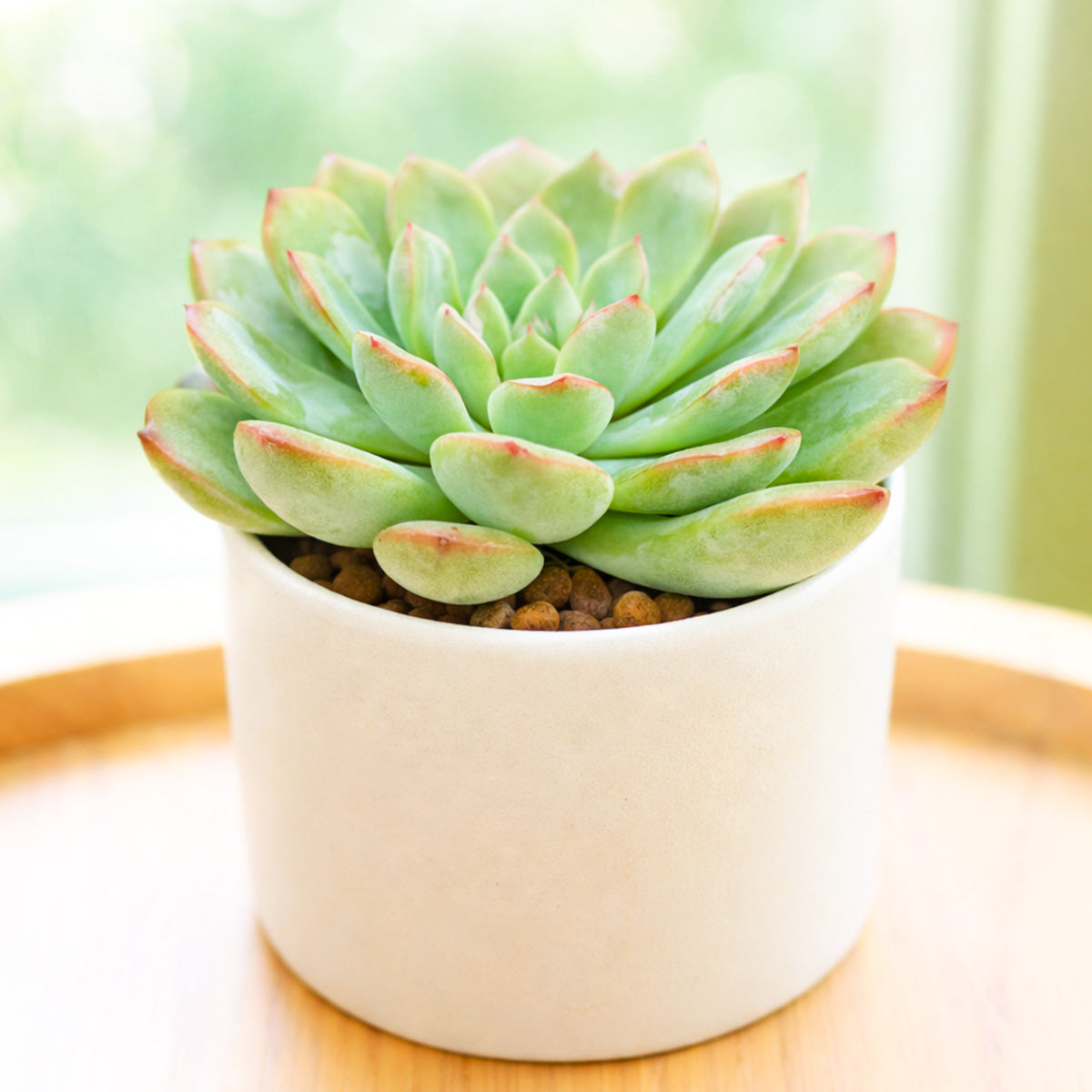 Echeveria runyonii ‘Pink Edge’, Pink Edge succulent, Rare echeveria variety, Decorative echeveria rosette, Drought-tolerant echeveria care