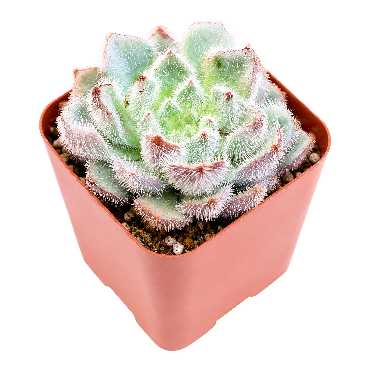 Echeveria setosa var. minor