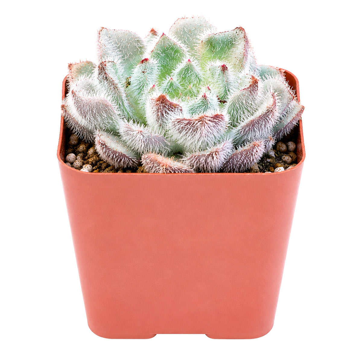 Echeveria setosa var. minor