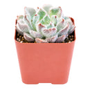 Echeveria setosa var. minor