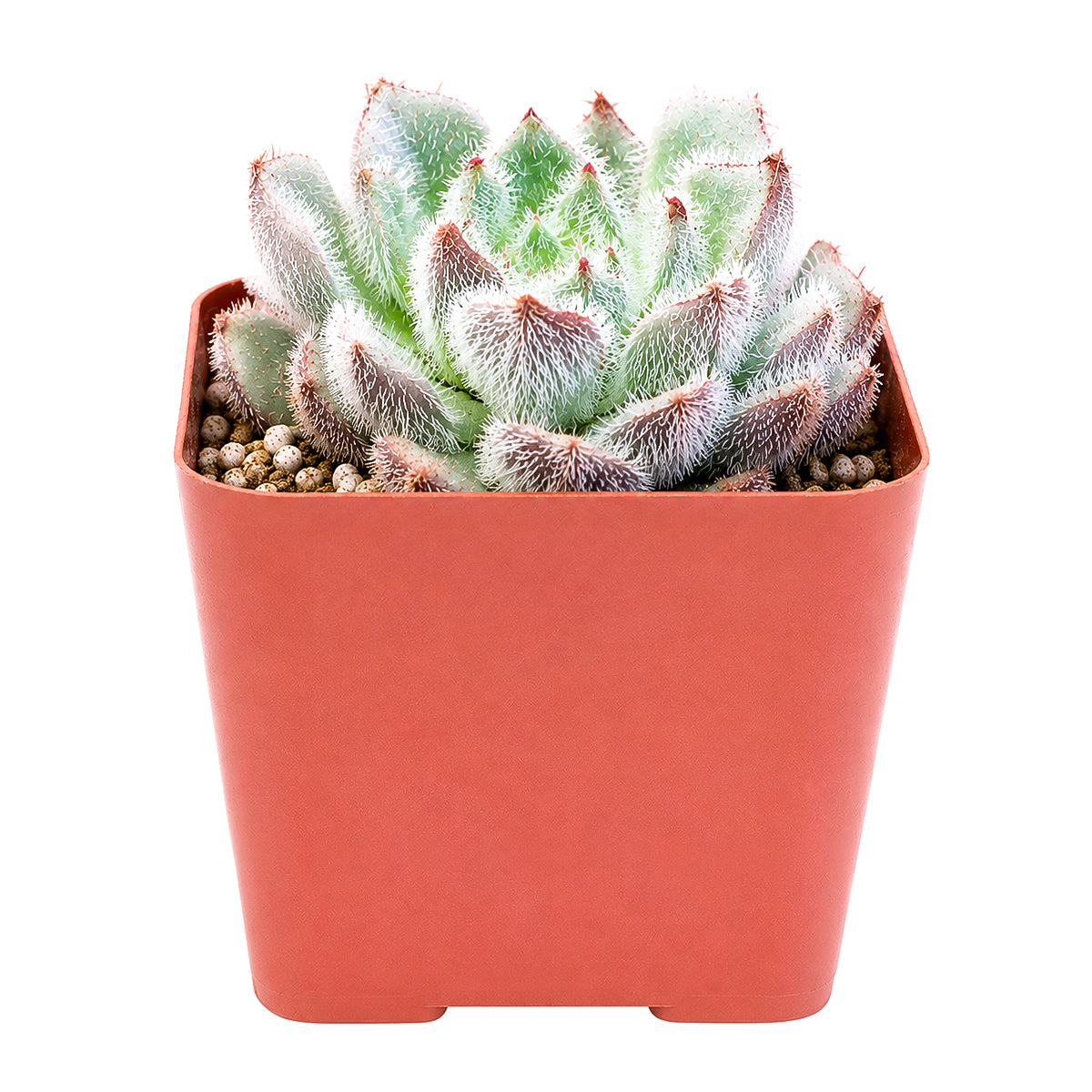 Echeveria setosa var. minor
