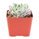 Echeveria setosa var. minor