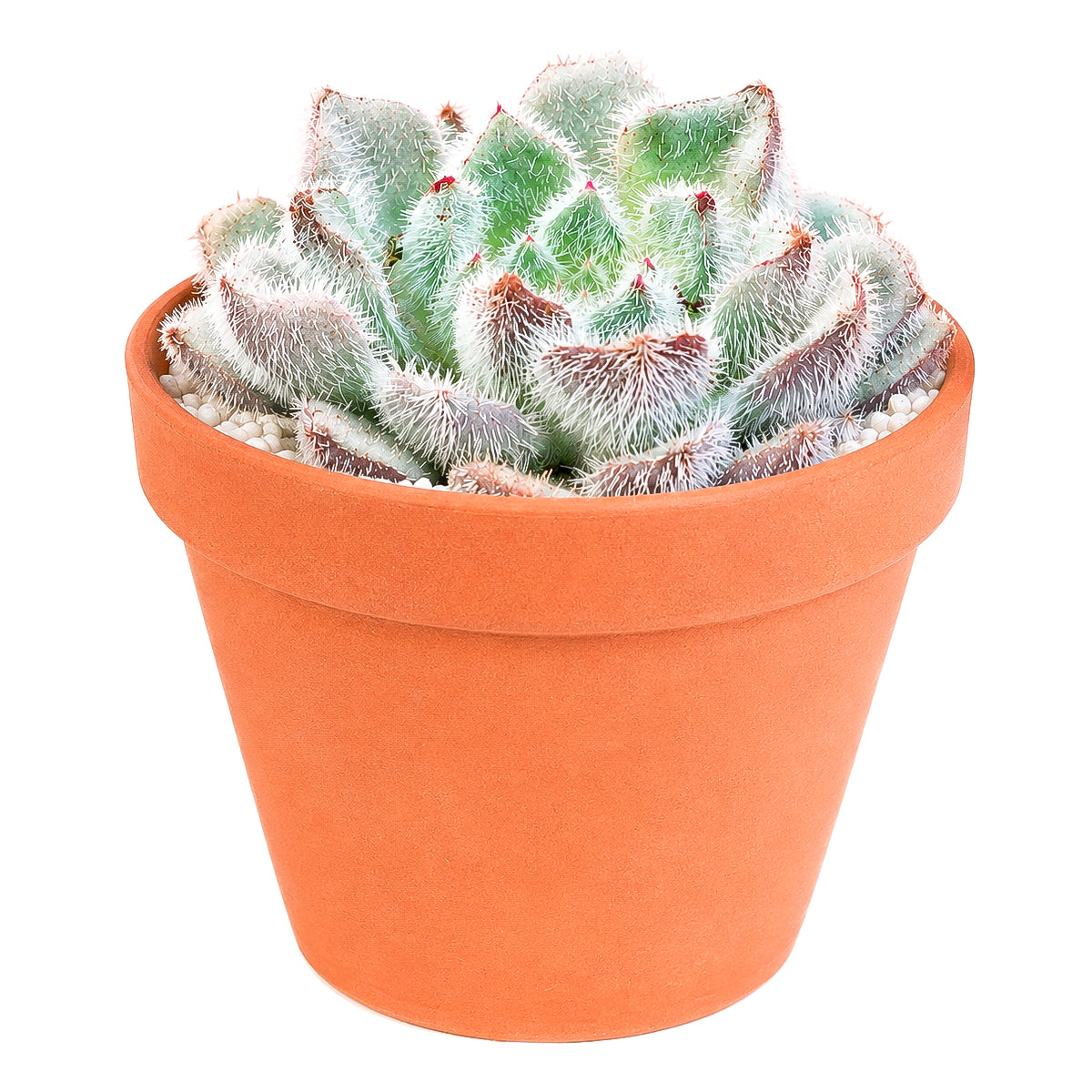 Echeveria setosa var. minor