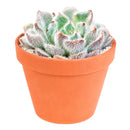 Echeveria setosa var. minor