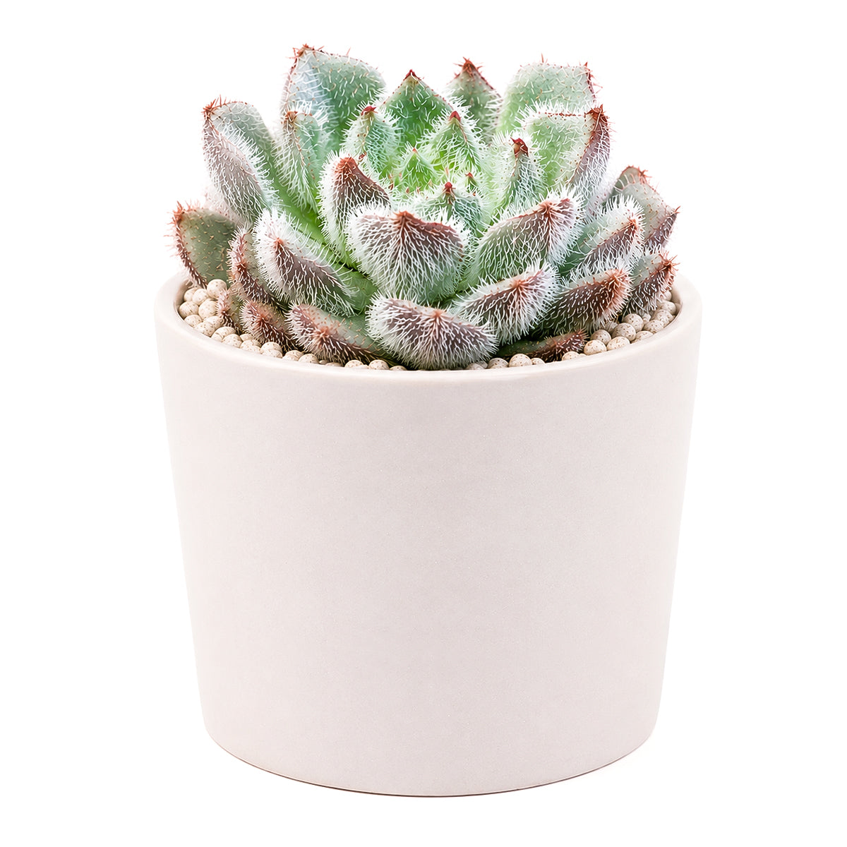 Echeveria setosa var. minor