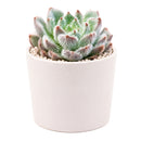 Echeveria setosa var. minor