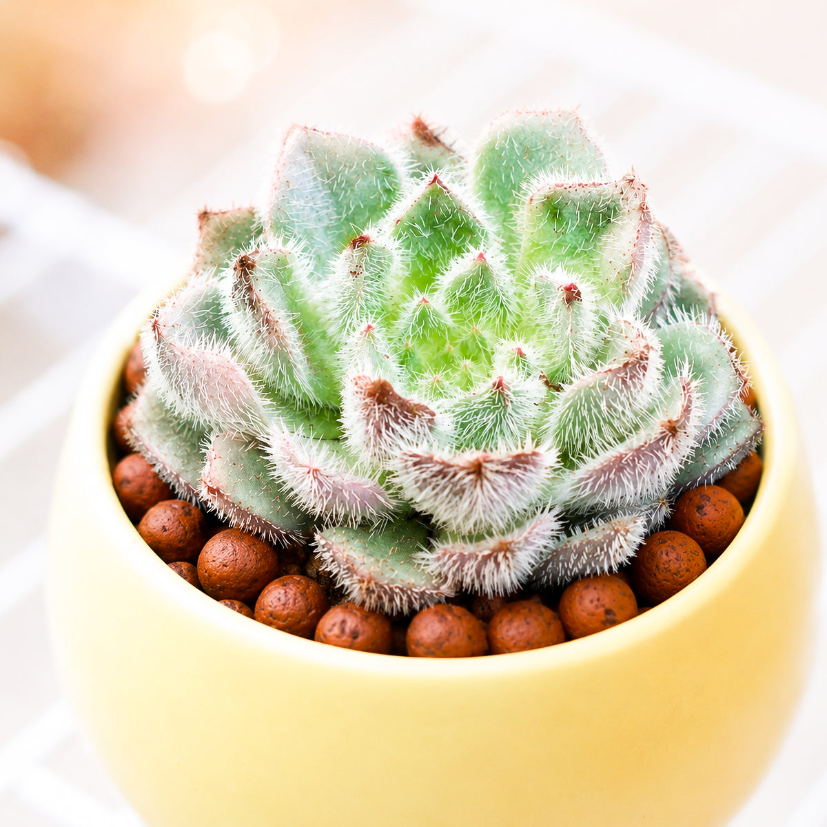 Echeveria setosa var. minor