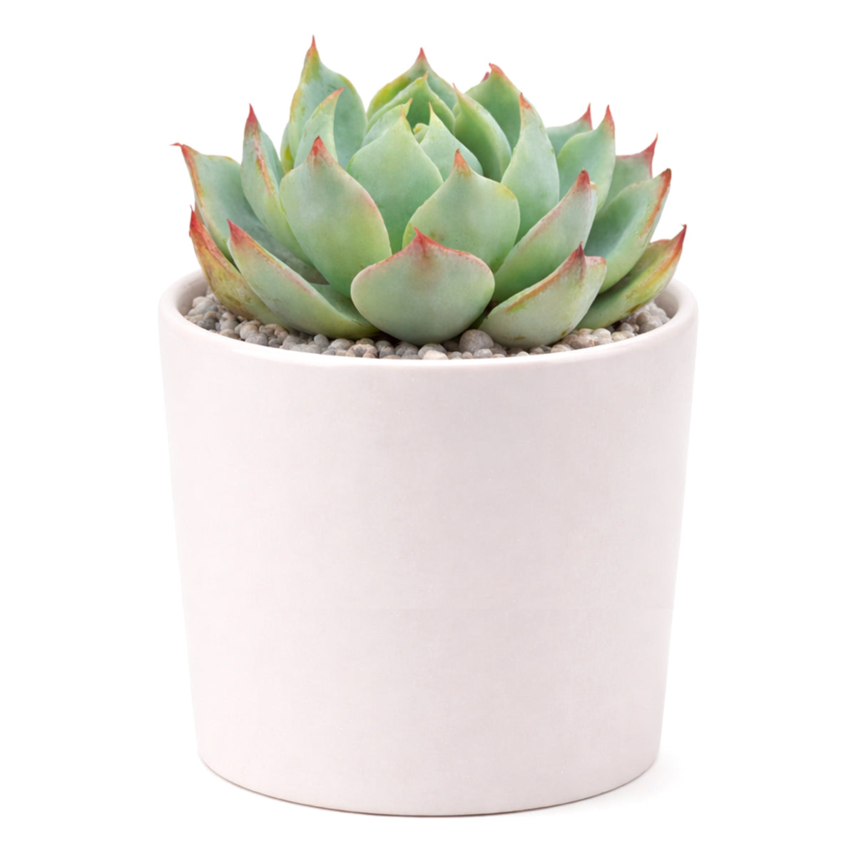 Echeveria Tolucensis