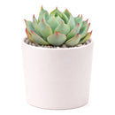 Echeveria Tolucensis