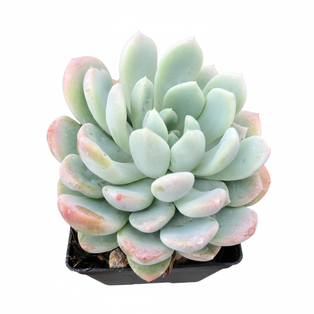 Rosette-forming plants, Echeveria live plants, small decorative plants, echeverias for sale