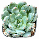echeveria Blue Wren propagation, echeveria Blue Wren flowers, echeveria Blue Wren indoor plant, Rosette-forming echeveria, Buy echeveria Blue Wren online