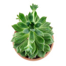 Succulent Christmas Gift Ideas, Christmas Gift Ideas for Succulent Lovers, Holiday Succulent Planter, Holiday Decorating with Succulents, 4 inch echeveria agavoides christmas in terracotta clay pot as gift