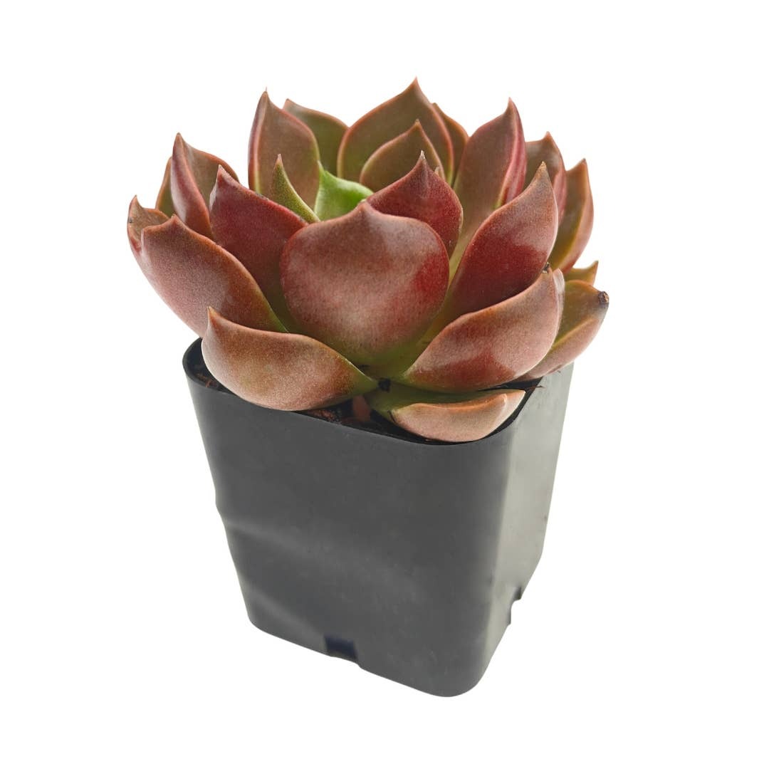 succulent sexcraft Echeveria Churro
