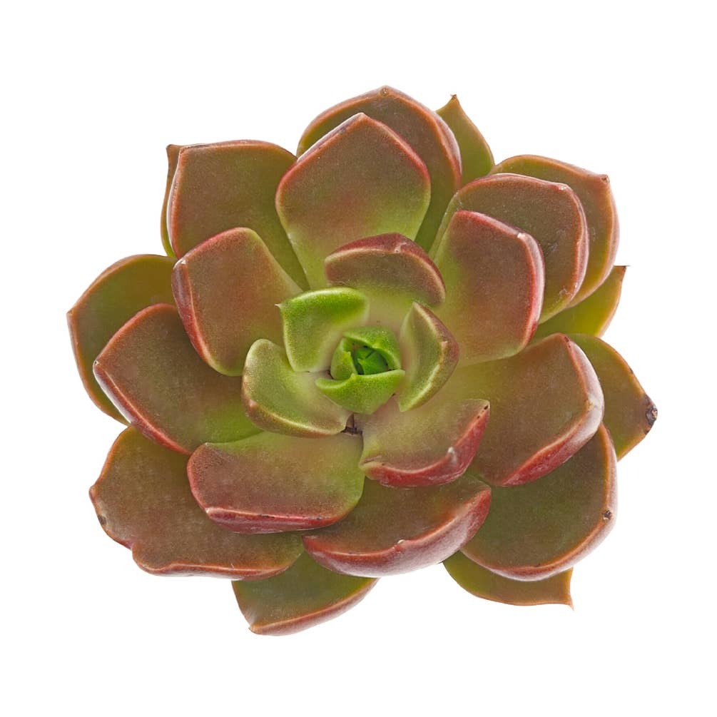 succulent sexcraft Echeveria Churro