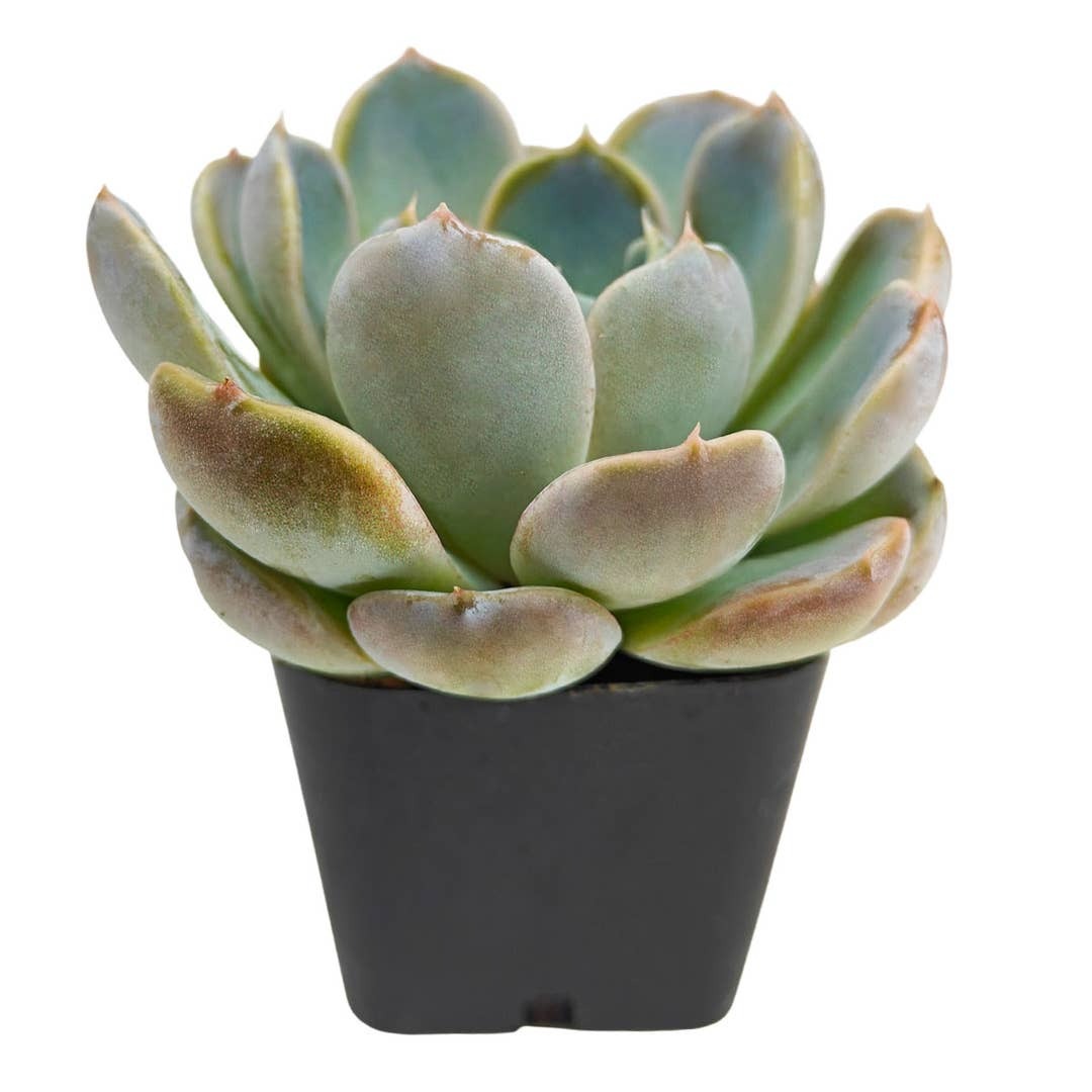 Buy succulents online, Succulent plants for sale, Succulent gifts, Growing succulents indoors