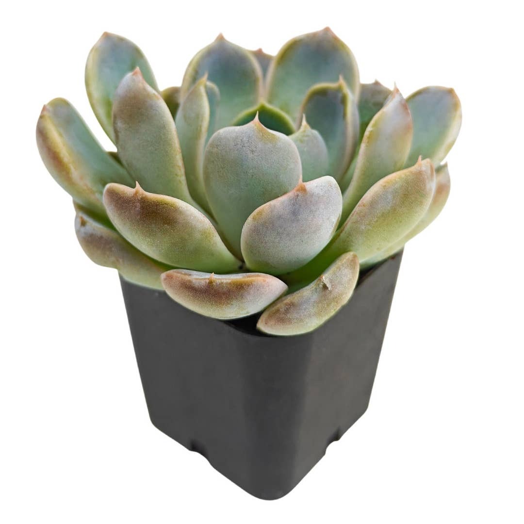 buy succulents online, drought-tolerant plants, succulent arrangements, succulent propagation