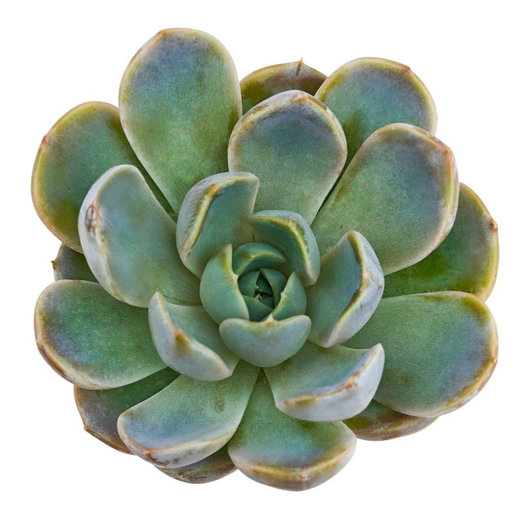 2 inch Echeveria Cielo, Echeveria Cielo for sale, succulent plants, rare succulents, indoor succulents, succulent care guide