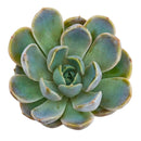 Buy succulents online, Succulent plants for sale, Succulent gifts, Growing succulents indoors