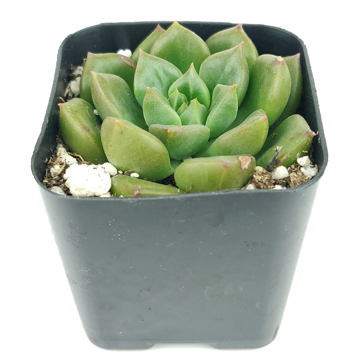 emerald succulent Echeveria Emerald Ripple for Sale