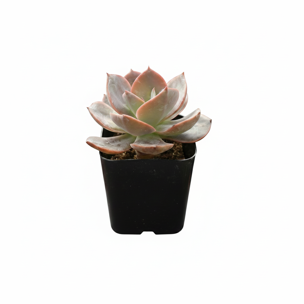 2 inch Echeveria Hanaikada in black plastic pot, Echeveria Hanaikada for sale, buy Echeveria Hanaikada online