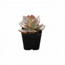 2 inch Echeveria Hanaikada in black plastic pot, Echeveria Hanaikada for sale, buy Echeveria Hanaikada online