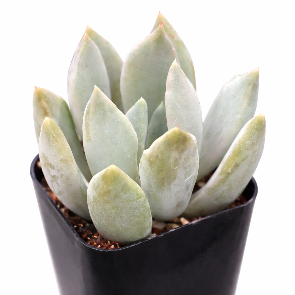 2 inch Echeveria 'Machete' , green succulents, indoor succulents, succulent care guide, buy succulents online