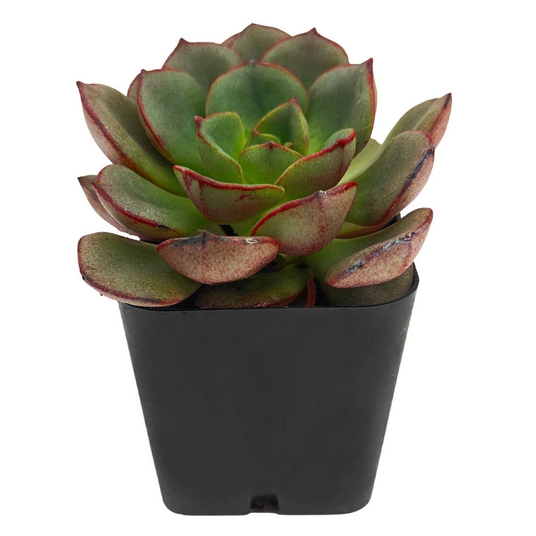 Growing succulents indoors, Small indoor plants, Decorative small plants for home, Cute desk plants