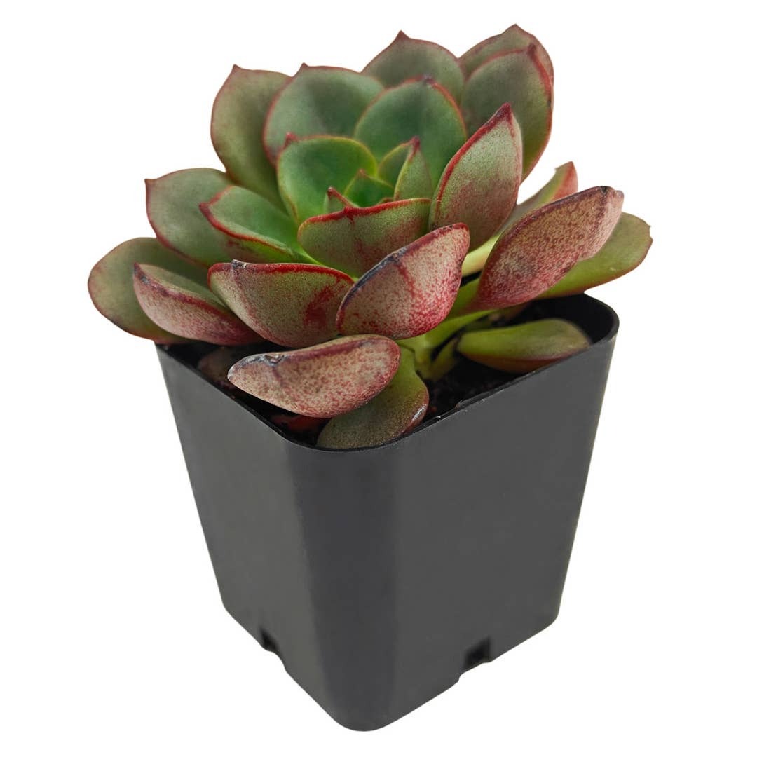 indoor succulents, succulent care guide, buy succulents online, drought-tolerant plants