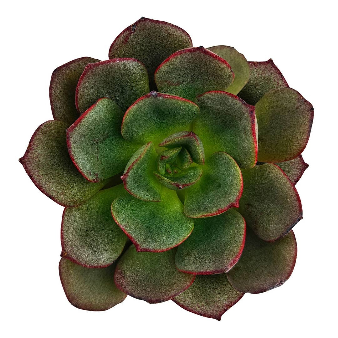 2 inch Echeveria Moranii, colorful succulents, low-maintenance plants, succulent rosettes, easy-to-grow plants

