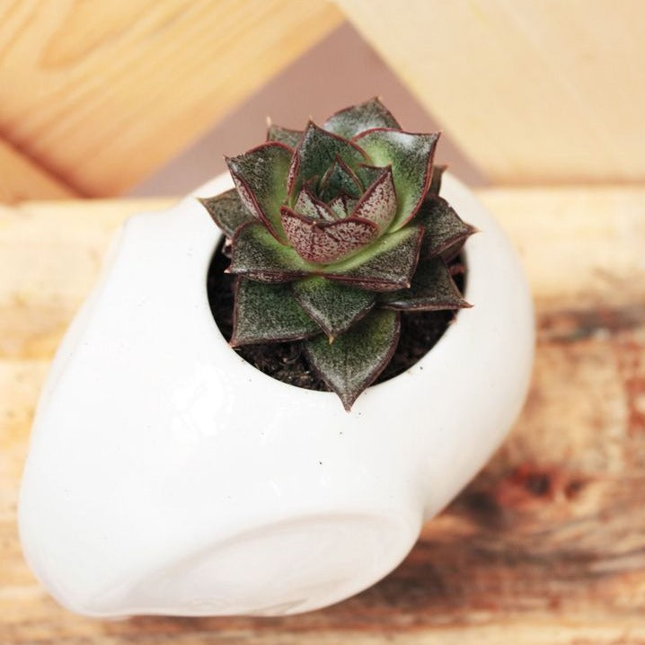 roseum succulent plant Echeveria Purpusorum Rose A.Berger Succulent