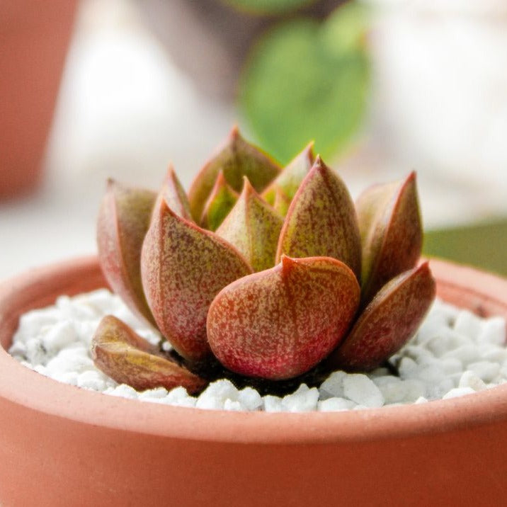 black and orange succulent Echeveria Purpusorum Rose A.Berger Succulent