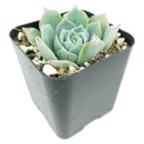 Echeveria Subalpina var, Perote, succulent, Rare succulents, Succulents shop near me, succulents garden, Succulents, succulent subscription, succulents shop in California, Echeveria Subalpina var. Perote in California, How to grow Echeveria Subalpina var. Perote, Echeveria for thanksgiving, How to care echeveria succulents for thanksgiving, echeveria, echeveria succulent, echeveria types, succulent echeveria, buy succulents online, succulent shop, succulent store, echeveria plant, indoor succulents
