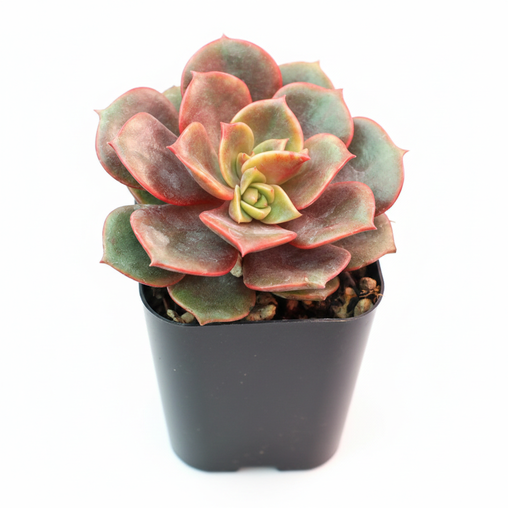 Colorful echeveria hybrid, Drought-tolerant echeveria care, Echeveria Vampire Red Ball for sale, Buy echeveria Vampire Red Ball online
