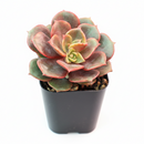 Colorful echeveria hybrid, Drought-tolerant echeveria care, Echeveria Vampire Red Ball for sale, Buy echeveria Vampire Red Ball online