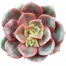 Colorful echeveria hybrid, Drought-tolerant echeveria care, Echeveria Vampire Red Ball for sale, Buy echeveria Vampire Red Ball online