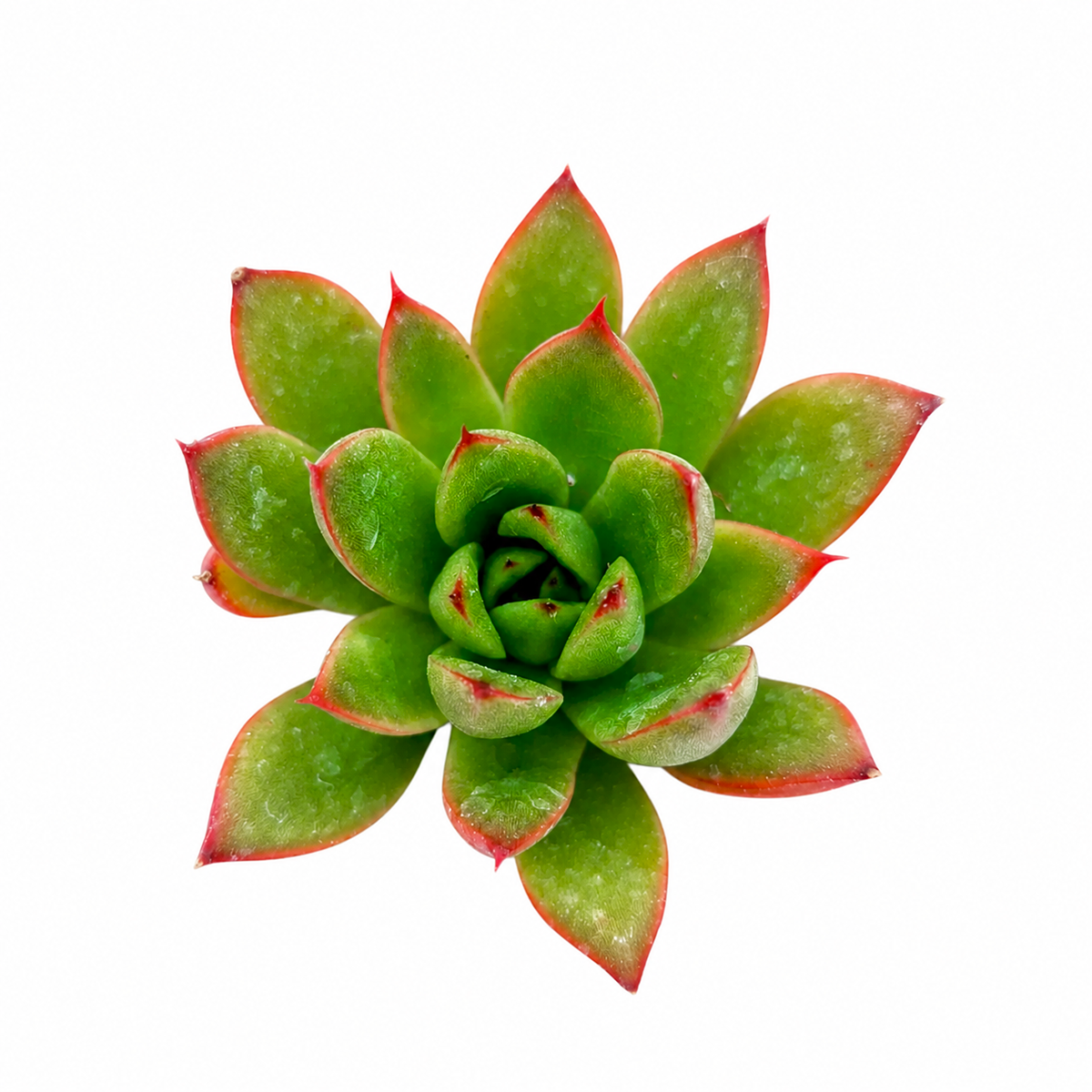 2 inch Echeveria Agavoides Christmas live plant for sale, drought tolerant succulent houseplant, colorful echeveria for indoor decor, low maintenance succulent plant, decorative potted succulent