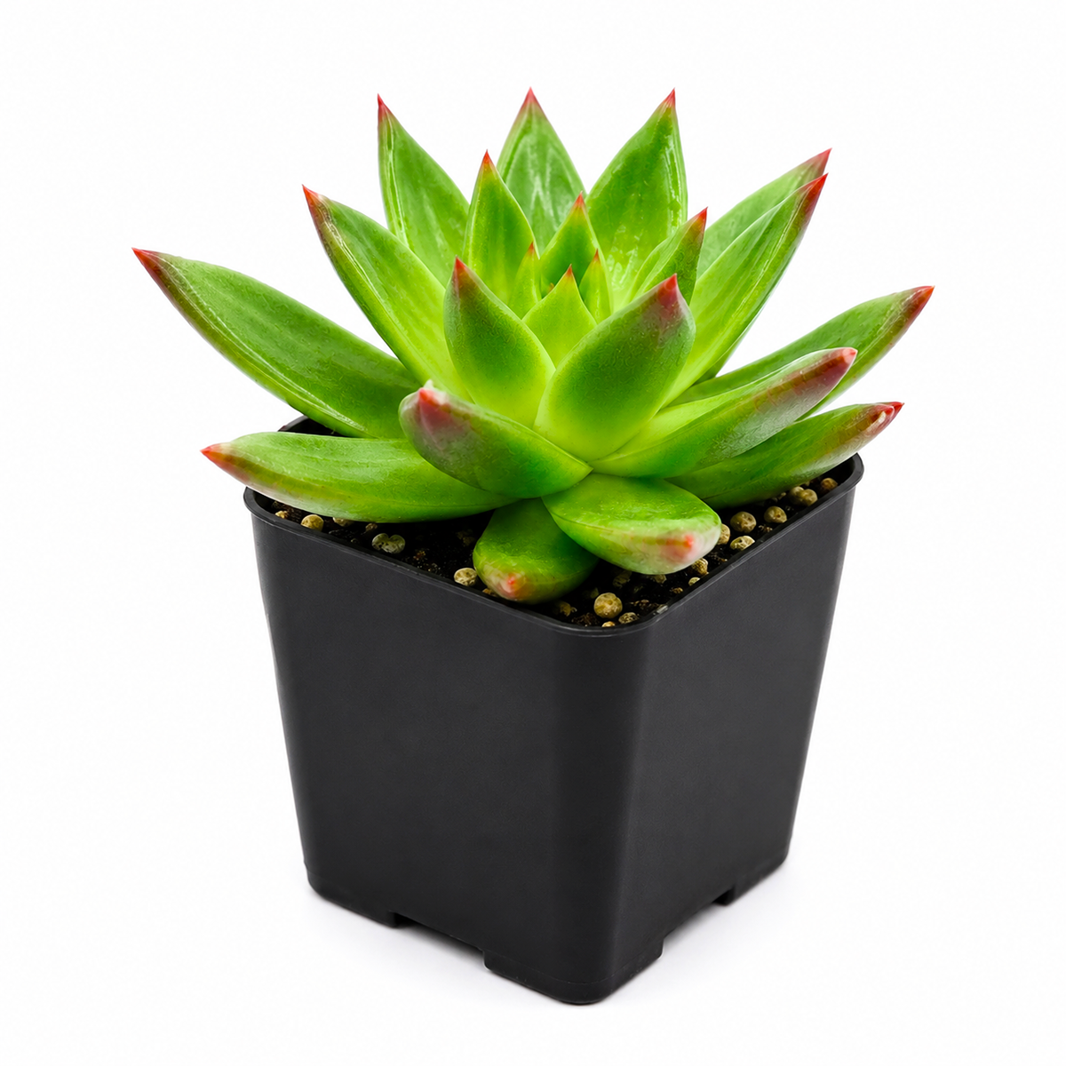 2 inch Echeveria Agavoides Christmas live plant for sale, compact rosette succulent variety, collectible echeveria succulent, vibrant red and green succulent foliage, aesthetic succulent for modern home decor