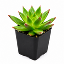buy Echeveria Agavoides Christmas 2 inch live plant online, collectible rare echeveria variety, decorative succulent arrangement centerpiece, eye-catching red margin succulent leaves