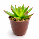 buy Echeveria Agavoides Christmas 2 inch live plant online, collectible rare echeveria variety, decorative succulent arrangement centerpiece, eye-catching red margin succulent leaves