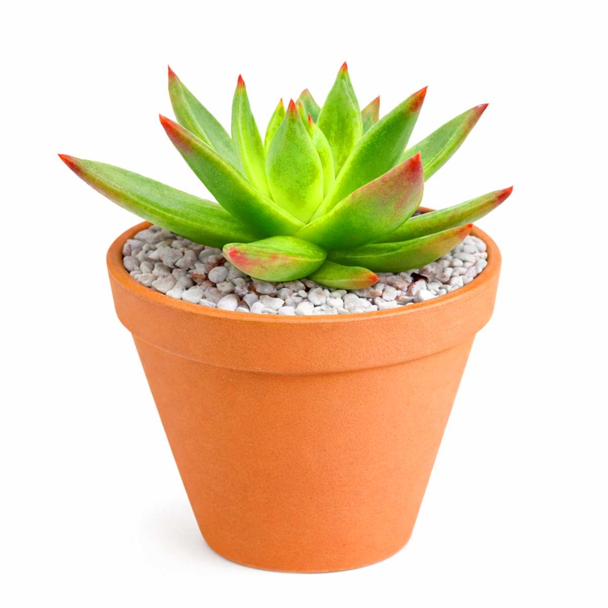 christmas succulent pots Echeveria Agavoides Christmas Succulent for Sale, Christmas Decor Ideas 2 inch / Clay Pot by Succulents Box