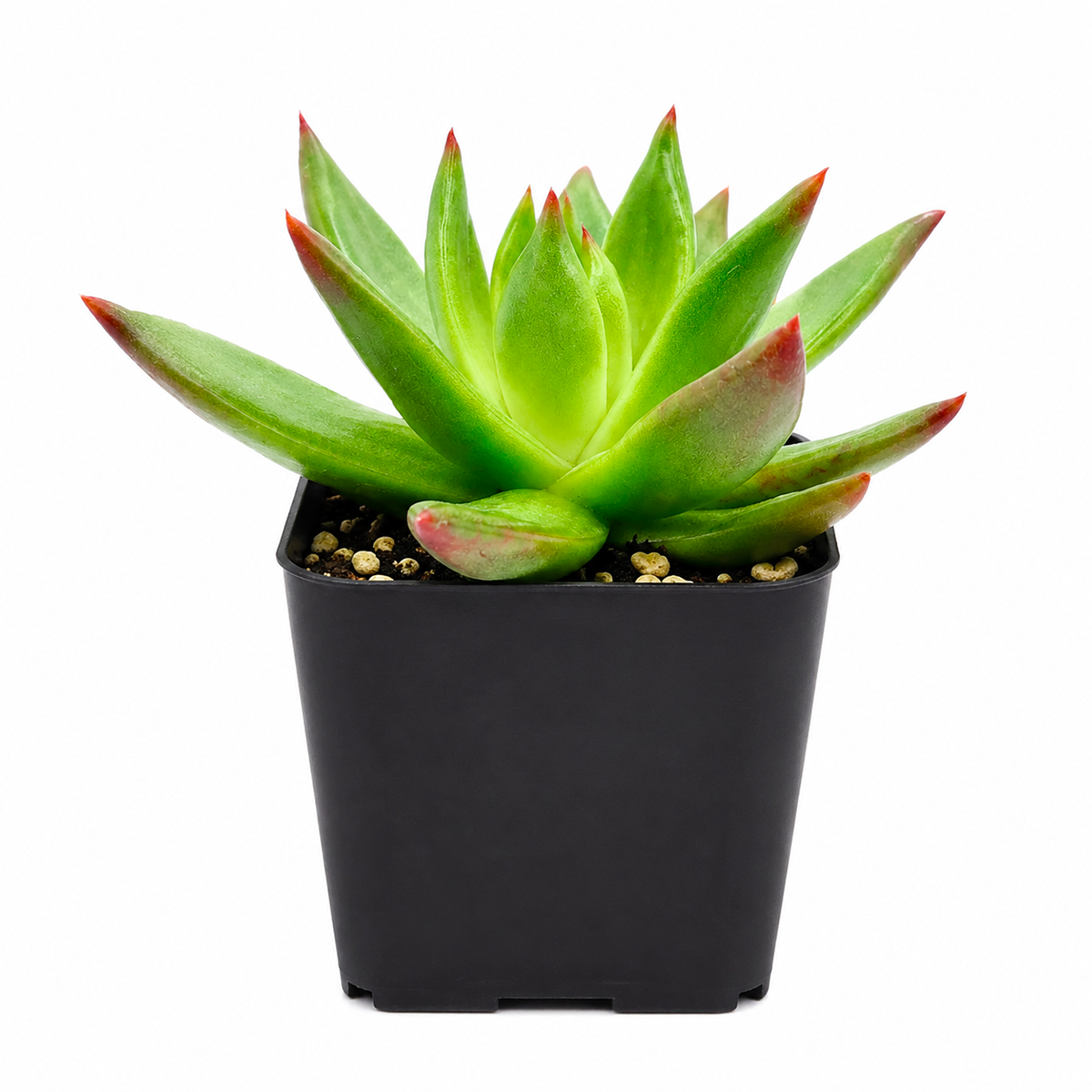 2 inch Echeveria Agavoides Christmas live plant for sale, nursery grown succulent plant, thick leaf ornamental succulent, succulent for container gardens and patio planters, sun loving echeveria plant