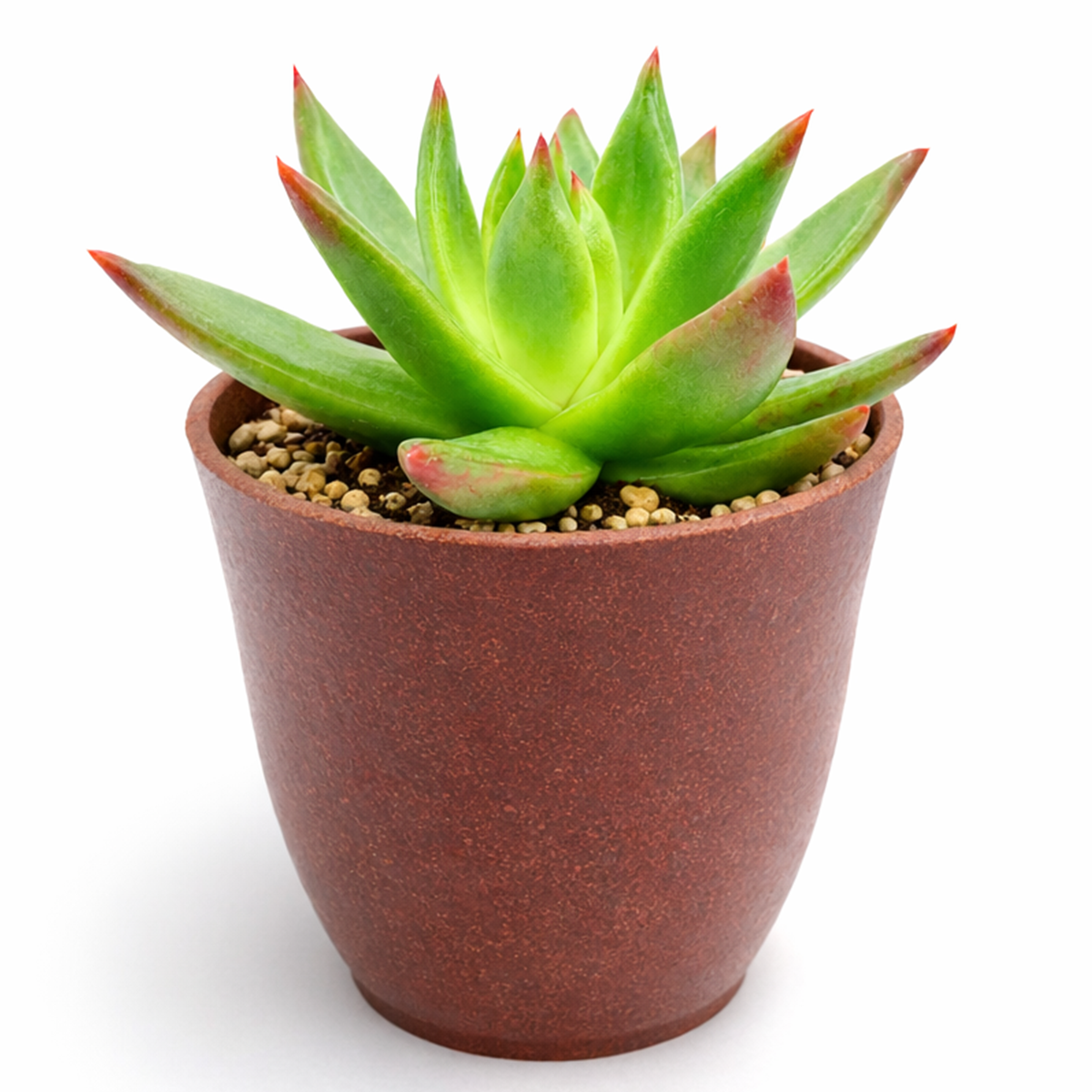 buy Echeveria Agavoides Christmas 2 inch live plant online, collectible rare echeveria variety, decorative succulent arrangement centerpiece, eye-catching red margin succulent leaves