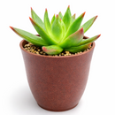 buy Echeveria Agavoides Christmas 2 inch live plant online, collectible rare echeveria variety, decorative succulent arrangement centerpiece, eye-catching red margin succulent leaves