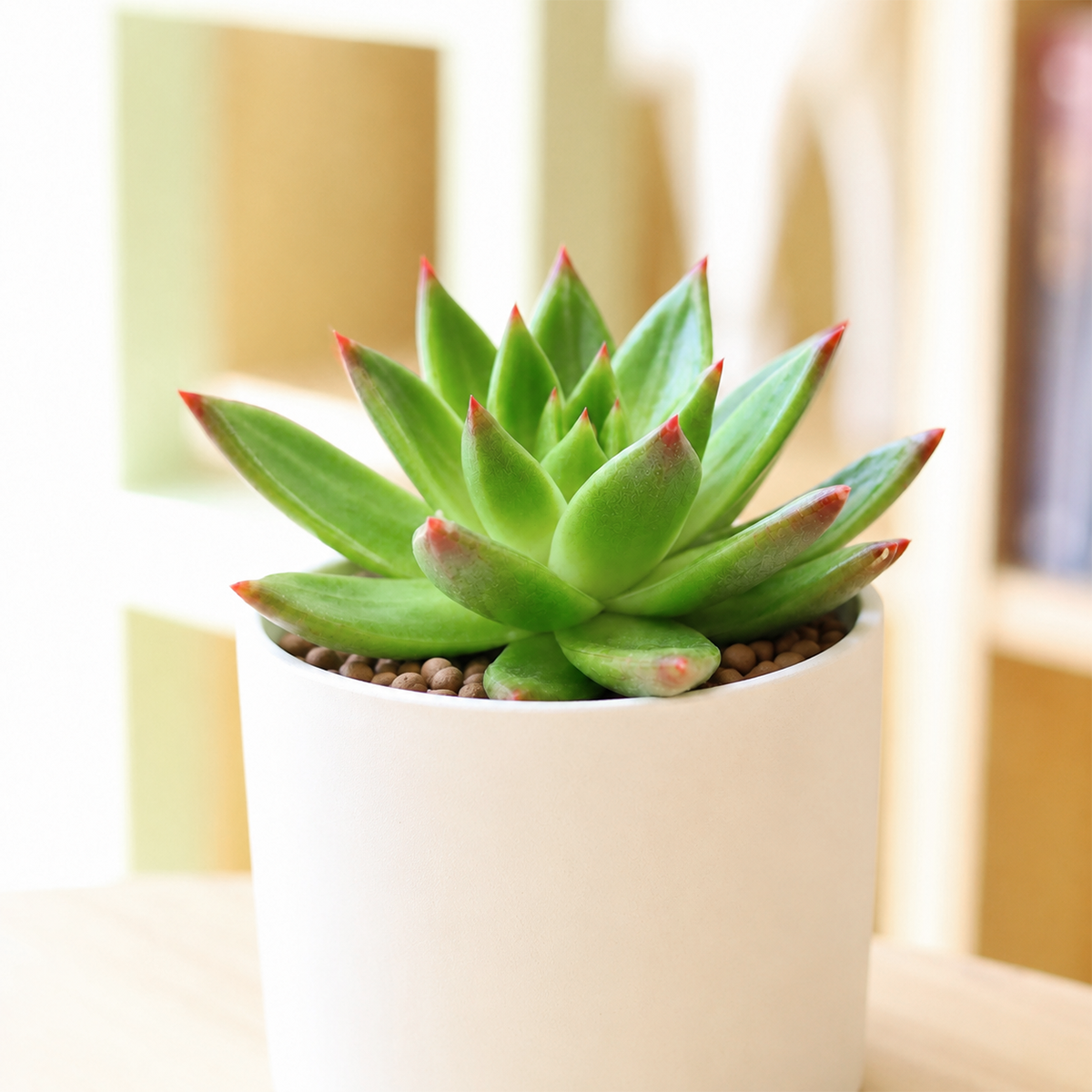 Echeveria Agavoides Christmas