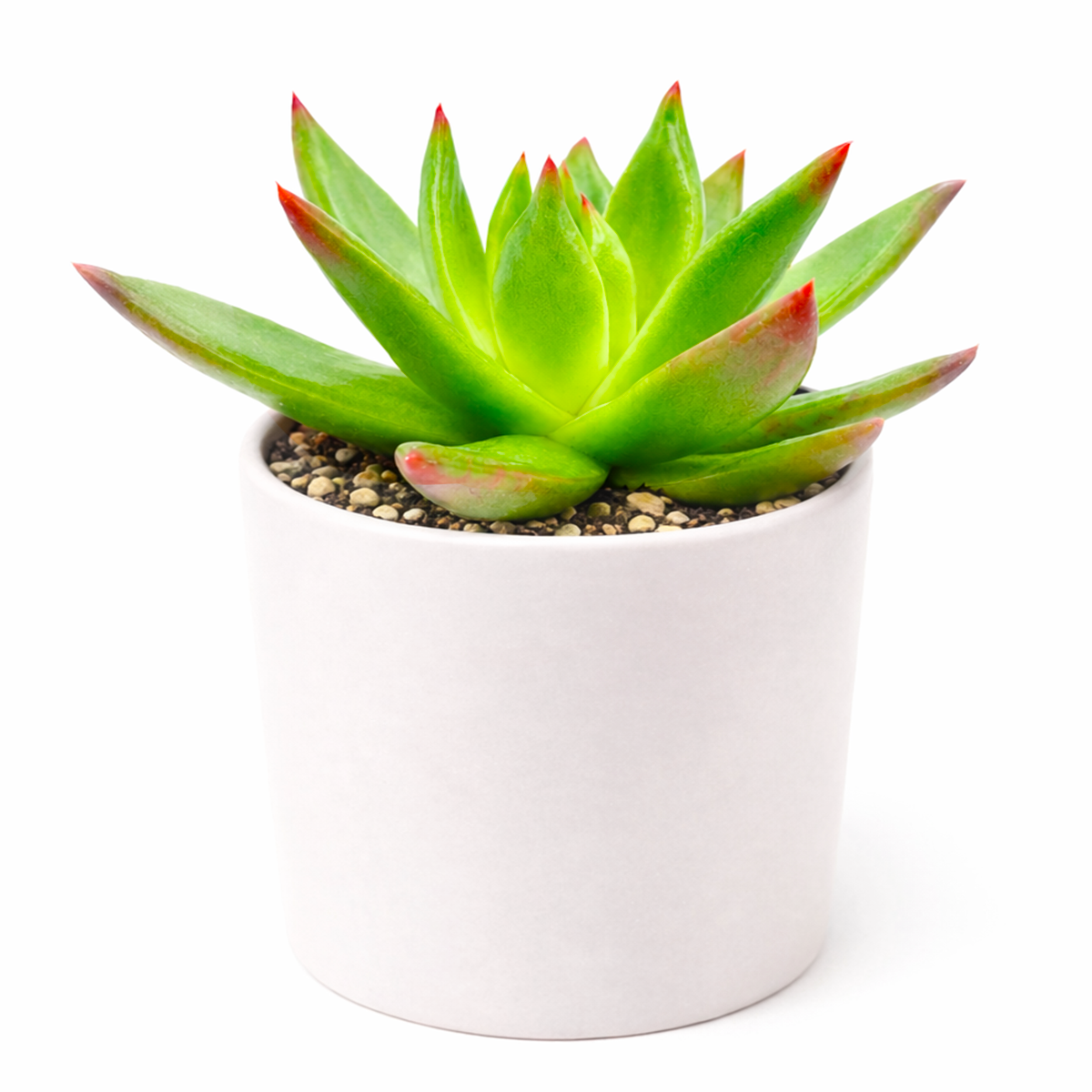 buy Echeveria Agavoides Christmas 2 inch live plant online, symmetrical agave-like rosette succulent, colorful holiday themed succulent display, compact ornamental houseplant, trendy succulent home decor