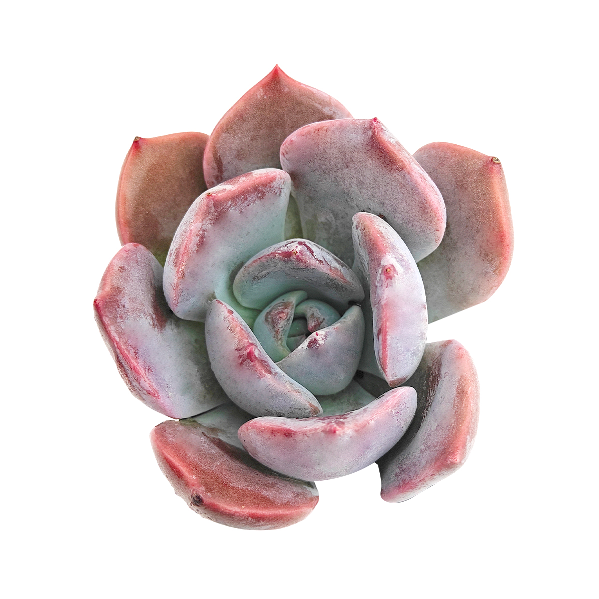 2 inch Echeveria 'Agyntha', colorful succulents, pink live plants for sale, buy Echeveria 'Agyntha' online