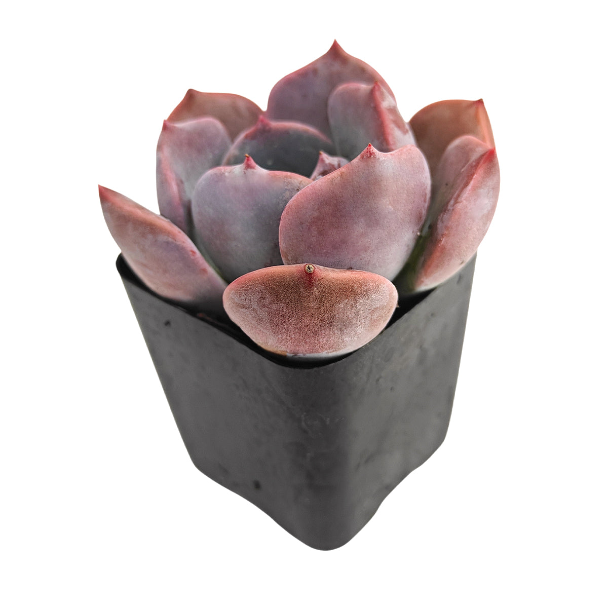 Echeveria 'Agyntha' near me, succulent plants, rare succulents, indoor succulents, succulent care guide, buy succulents online