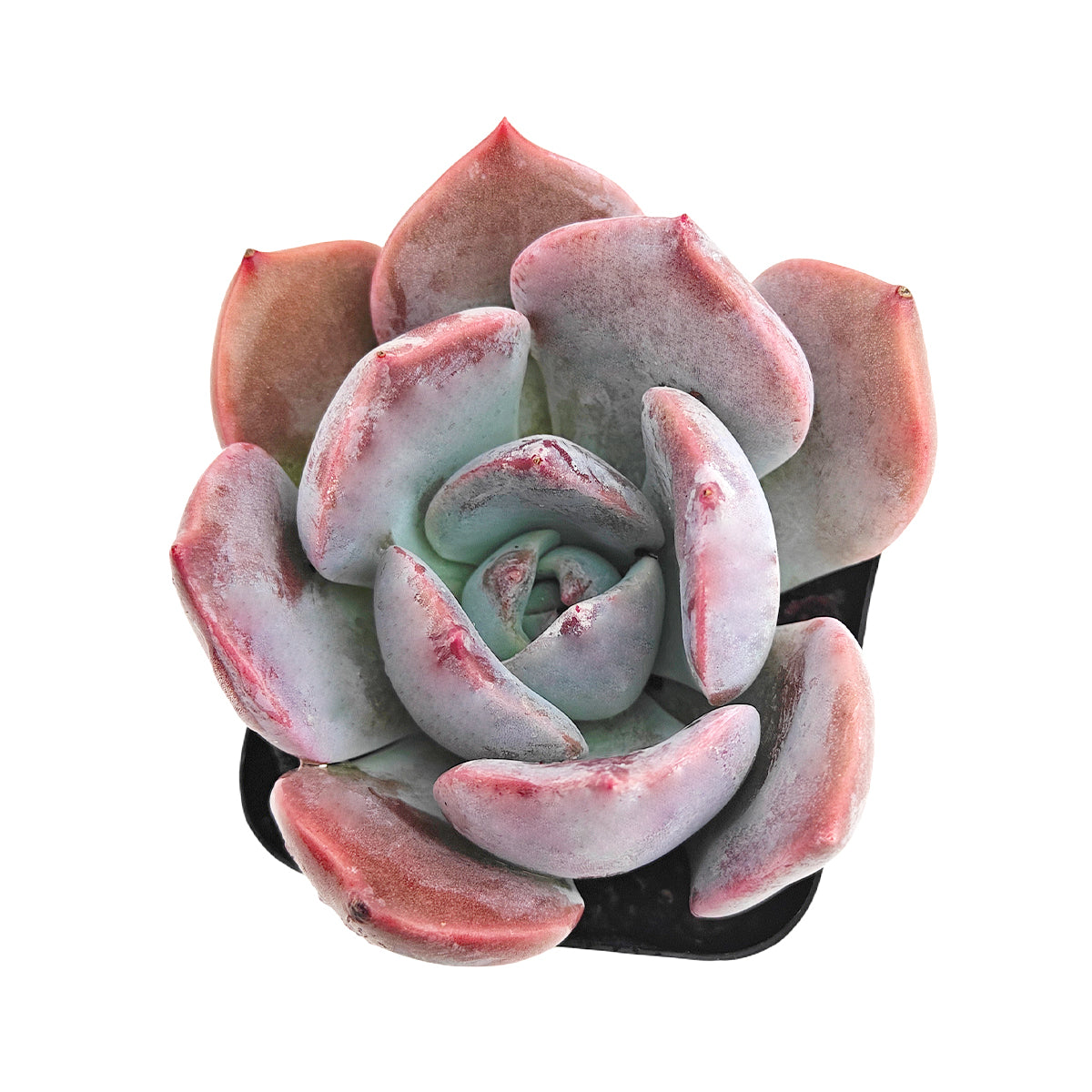 succulent asia Echeveria Agyntha - Colorful Succulents, Pet-friendly Small Indoor Plant