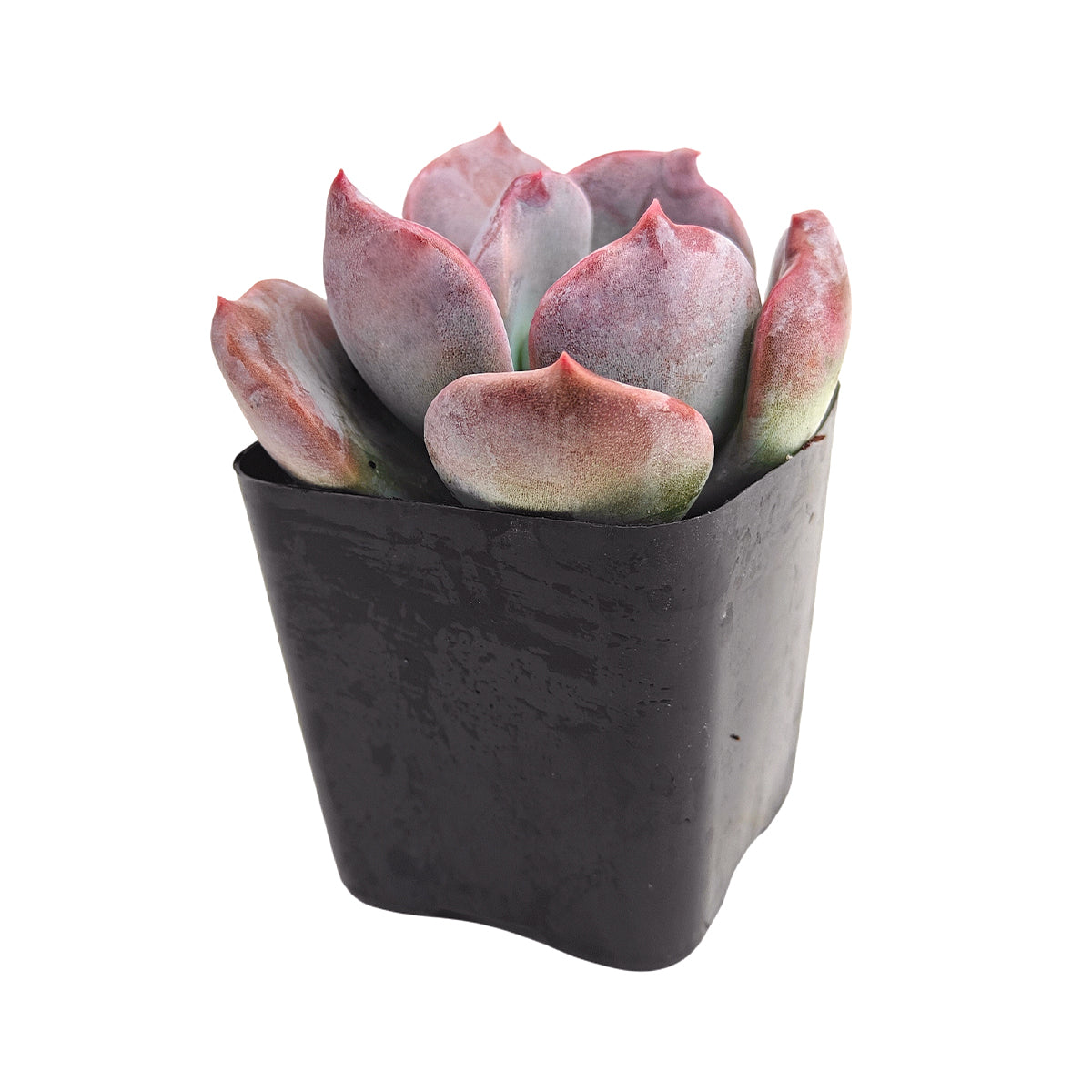 miniature indoor succulents Echeveria Agyntha - Colorful Succulents, Pet-friendly Small Indoor Plant