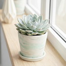 Buy an 8-pack of 4" live plants online. Choose eight plants of your choice to create a lush and diverse collection in 4" pots. Perfect for filling larger spaces, decorating your home or office, and growing your plant collection.